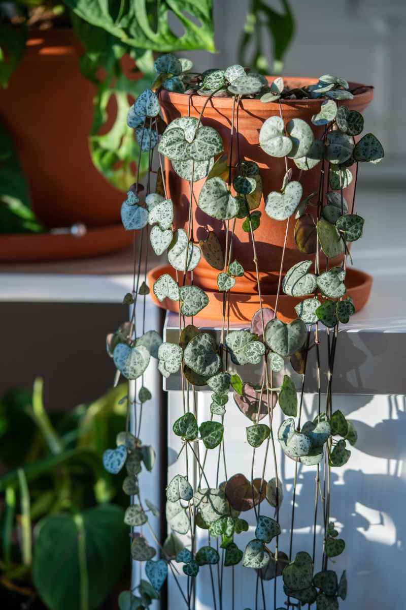 Enredadera rosario o Ceropegia woodii