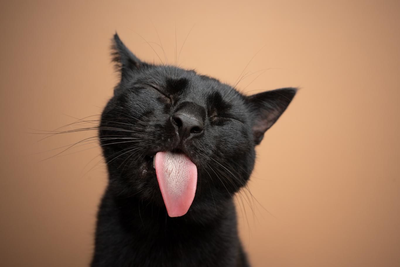 Los gatos se relamen al comer este tipo de texturas.