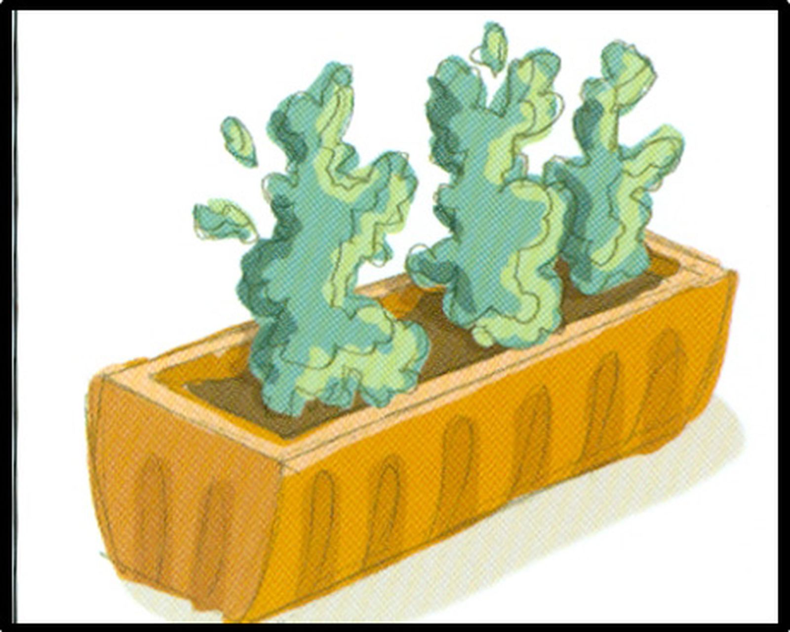 Esquema de plantación 4