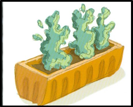 Esquema de plantación 4