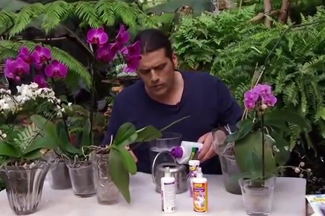 abono orquideas