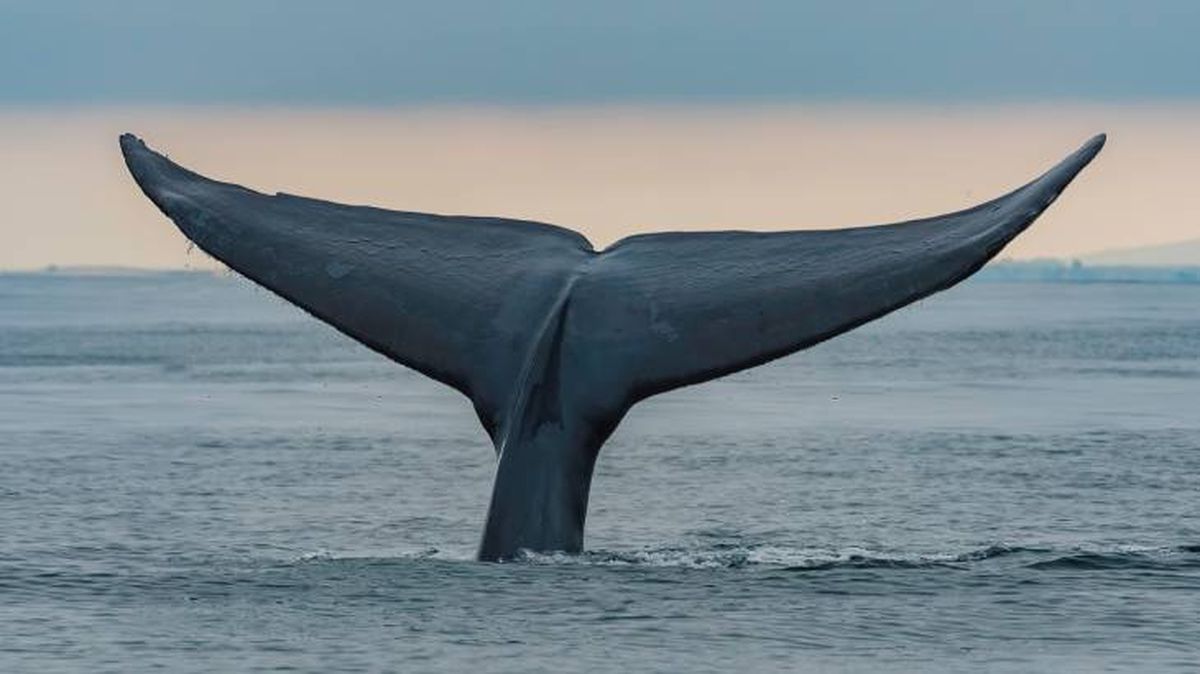 La cola de una ballena azul que se sumerge en las aguas de mar