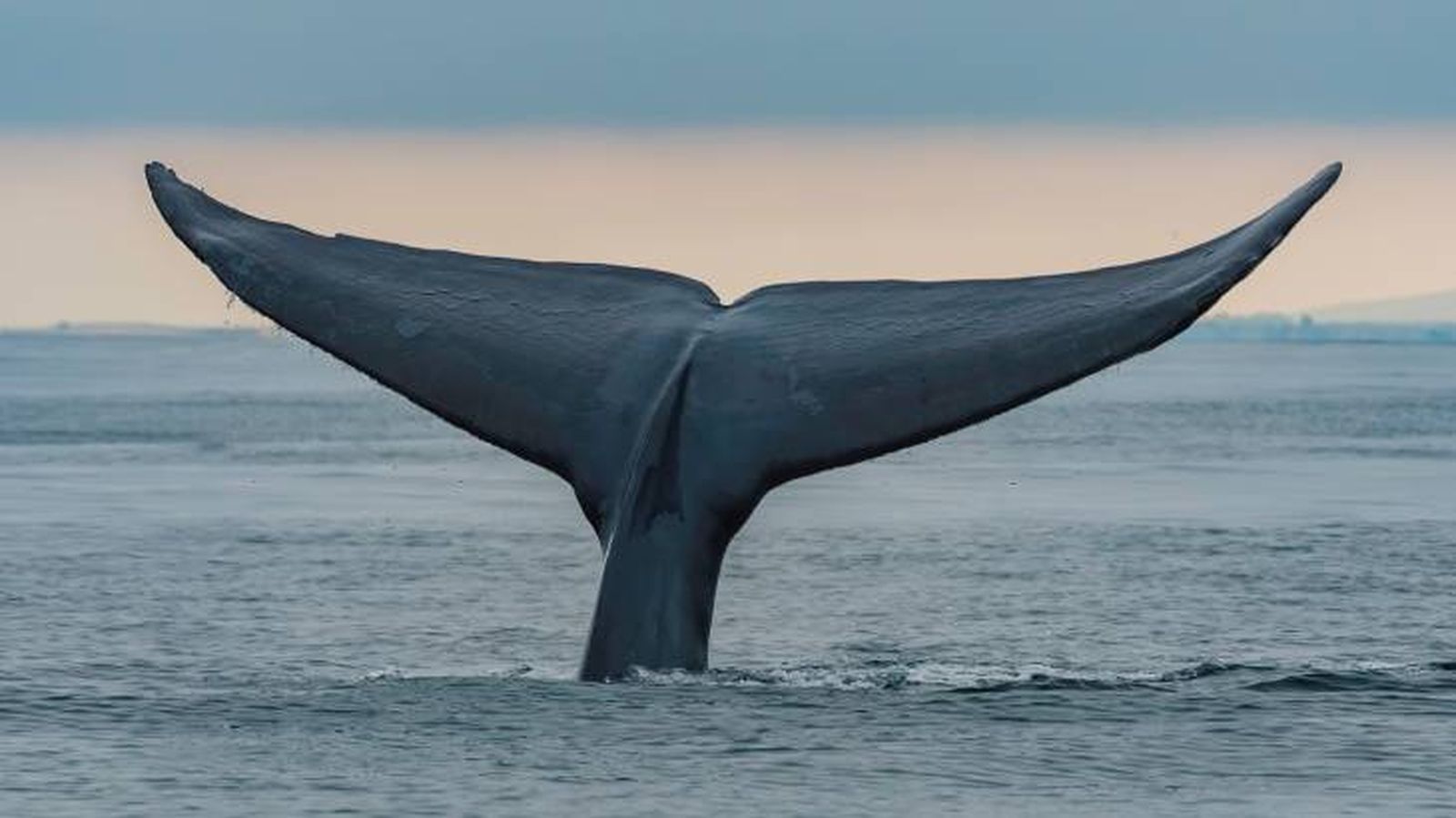 La cola de una ballena azul que se sumerge en las aguas de mar