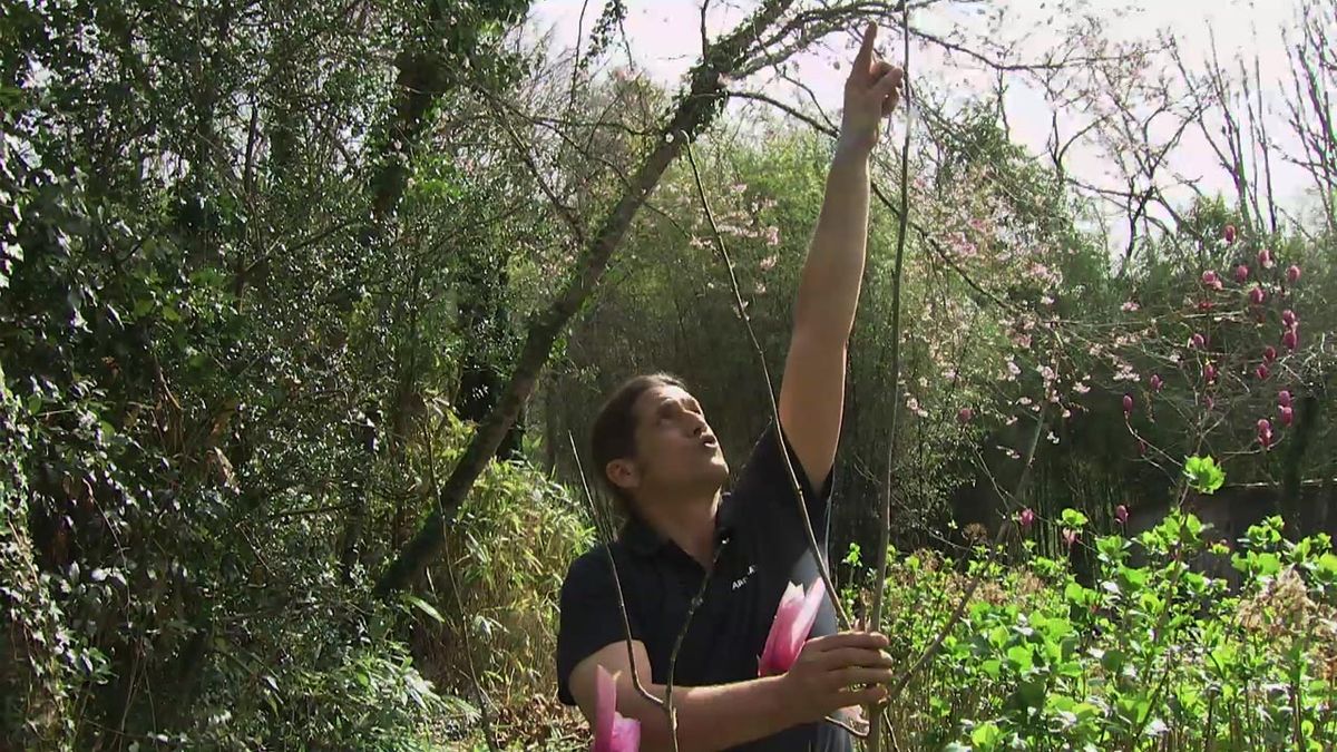 deco 773 jardin magnolia star wars crecimiento un ano