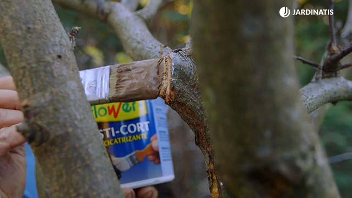 brico 0896 jardin proteger tras poda paso 7