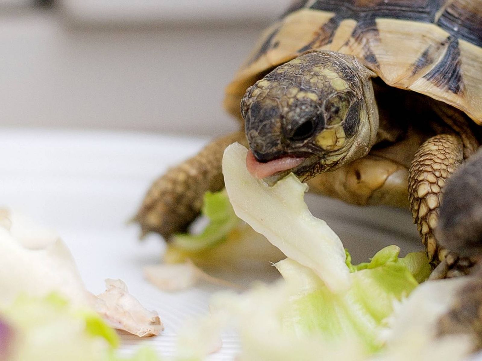 Existen dos tipos de comida para nuestras tortugas: Sticks y gammarus.