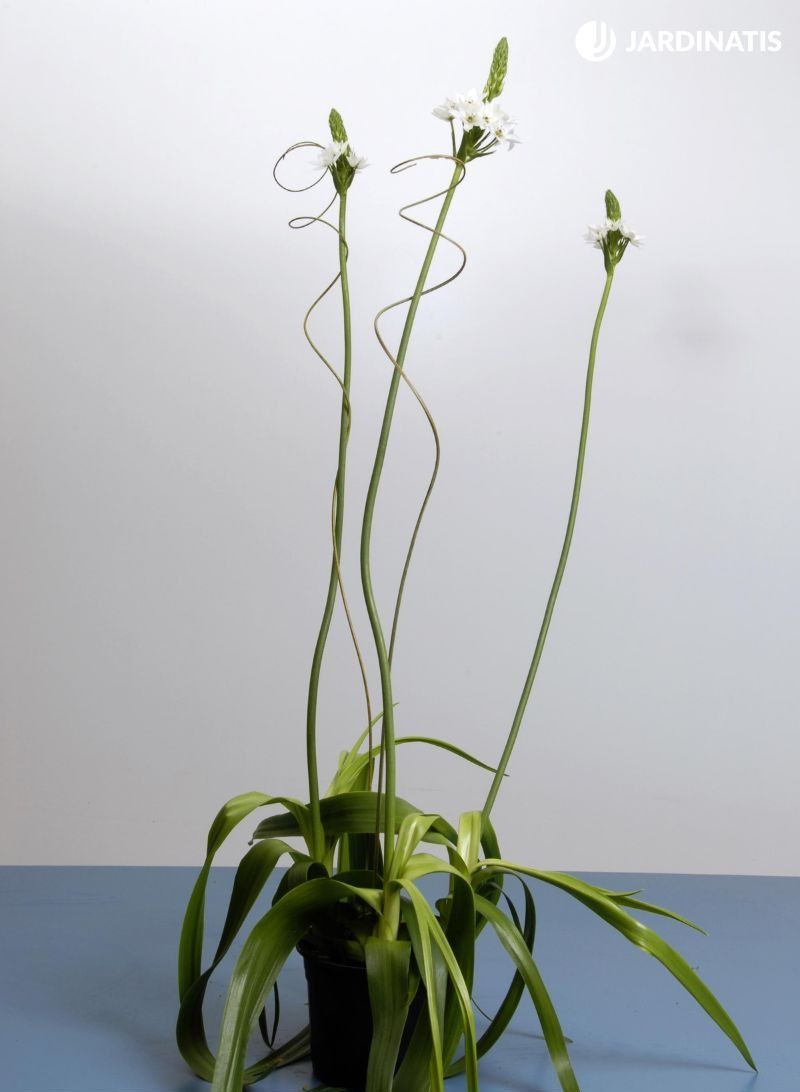 Suele ser recomendable colocar unas varas al Ornithogalum thyrsoides