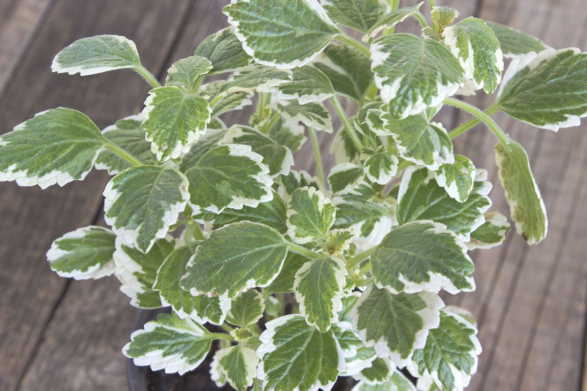 Poda y reproducción del incienso