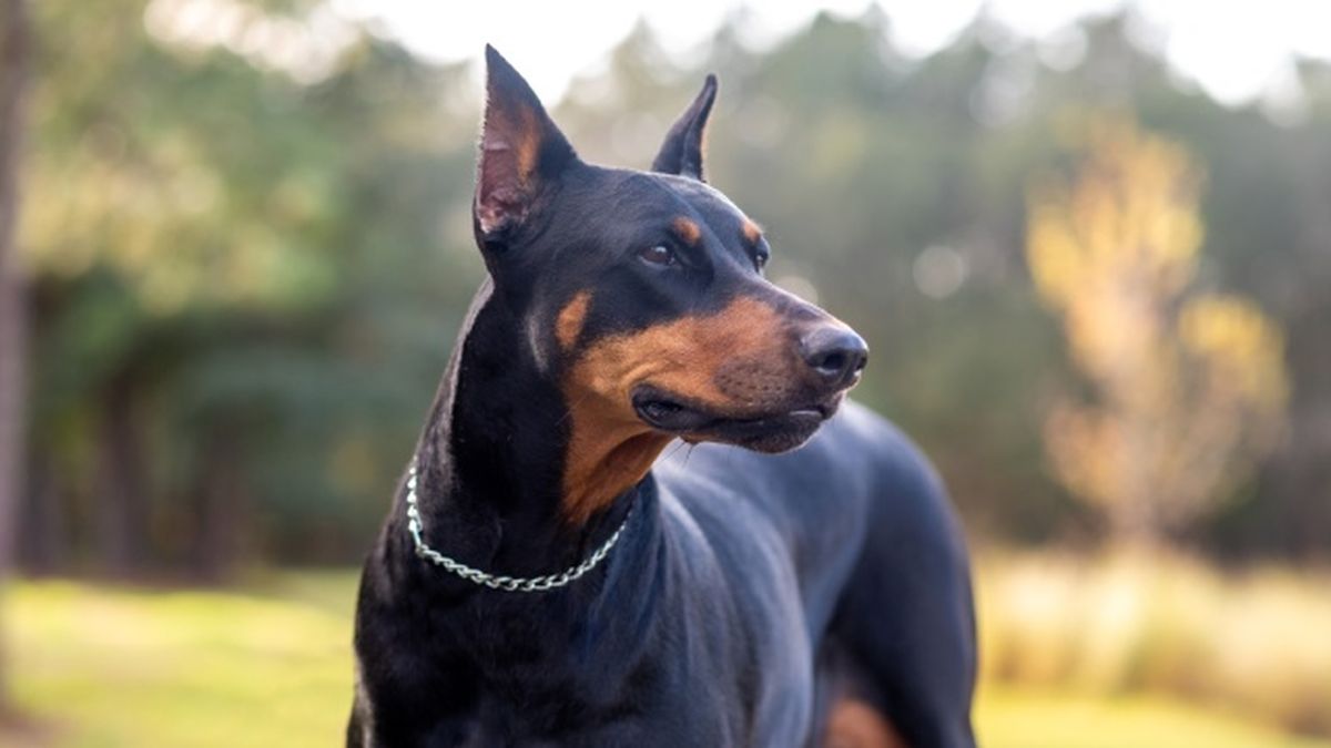 doberman 5