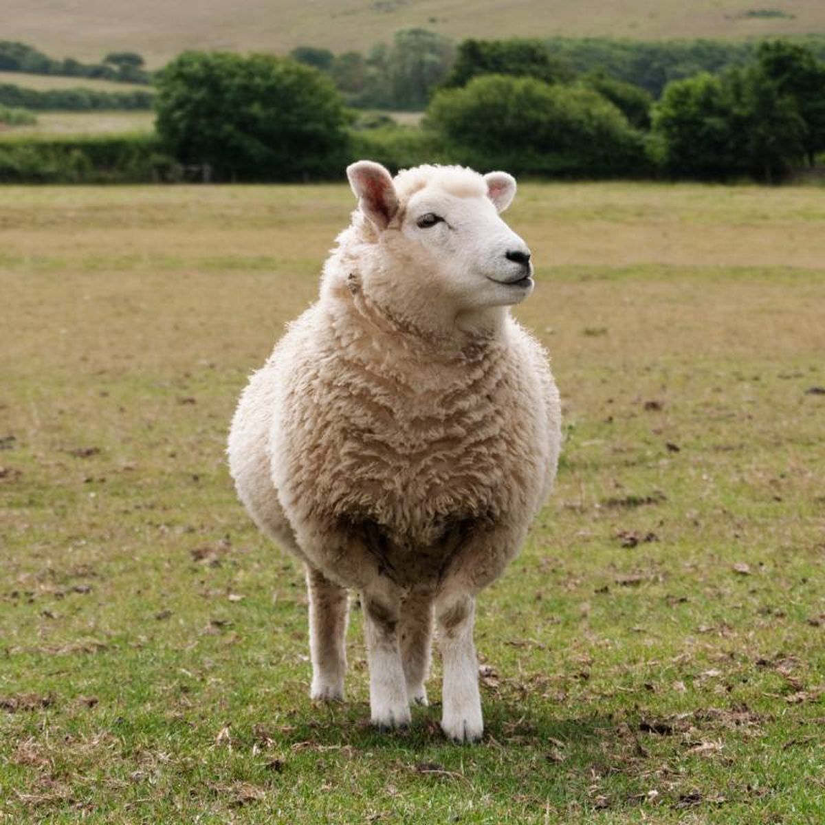 La oveja Dolly fue el primer animal clonado a partir de una célula somática adulta