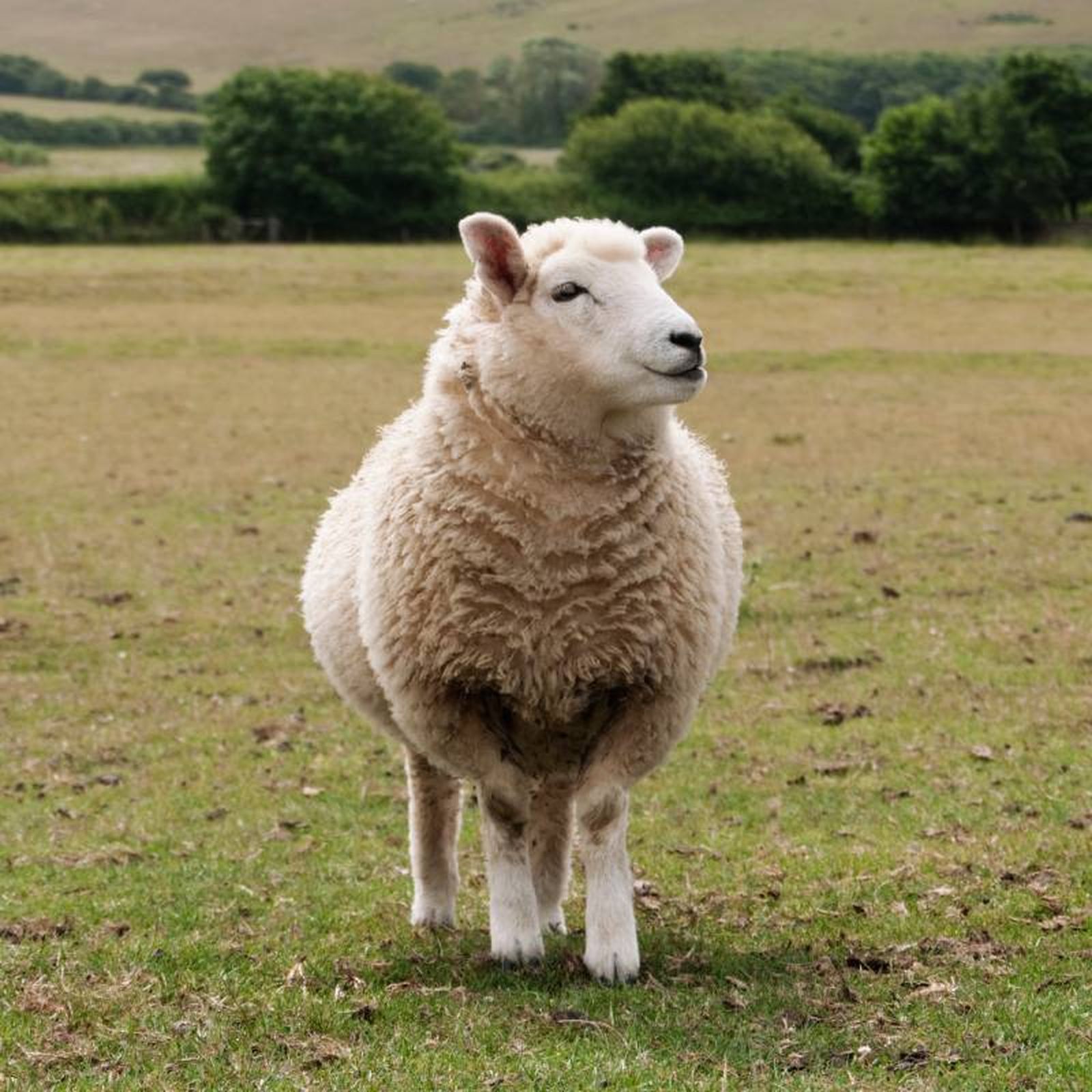 La oveja Dolly fue el primer animal clonado a partir de una célula somática adulta