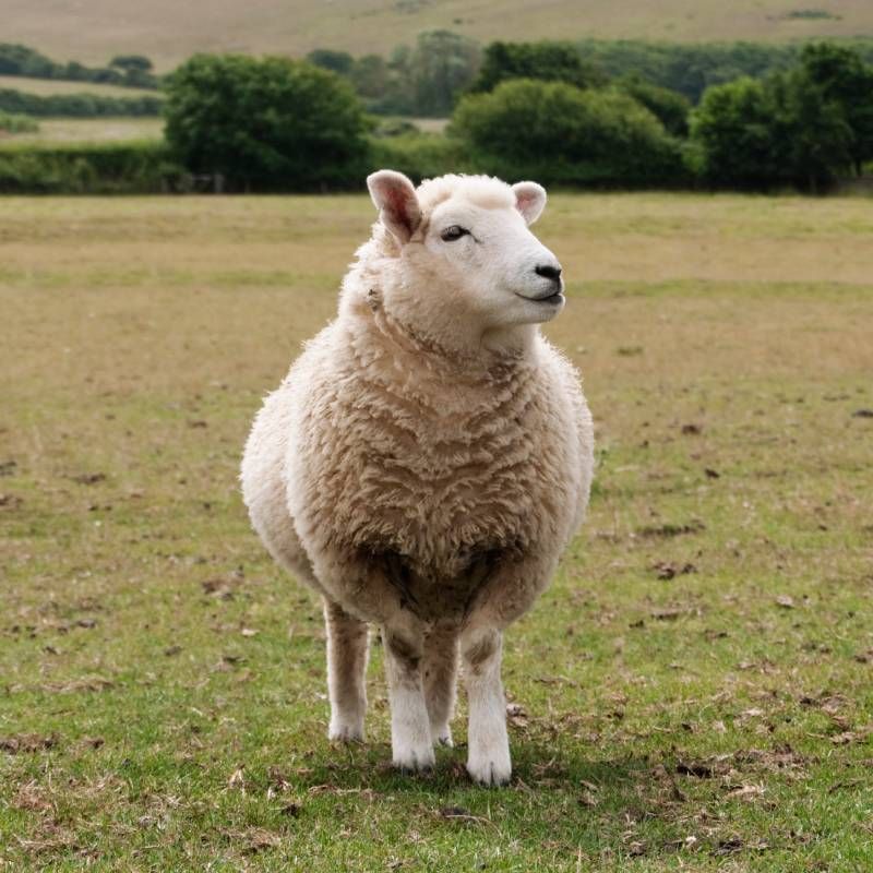 La oveja Dolly fue el primer animal clonado a partir de una célula somática adulta