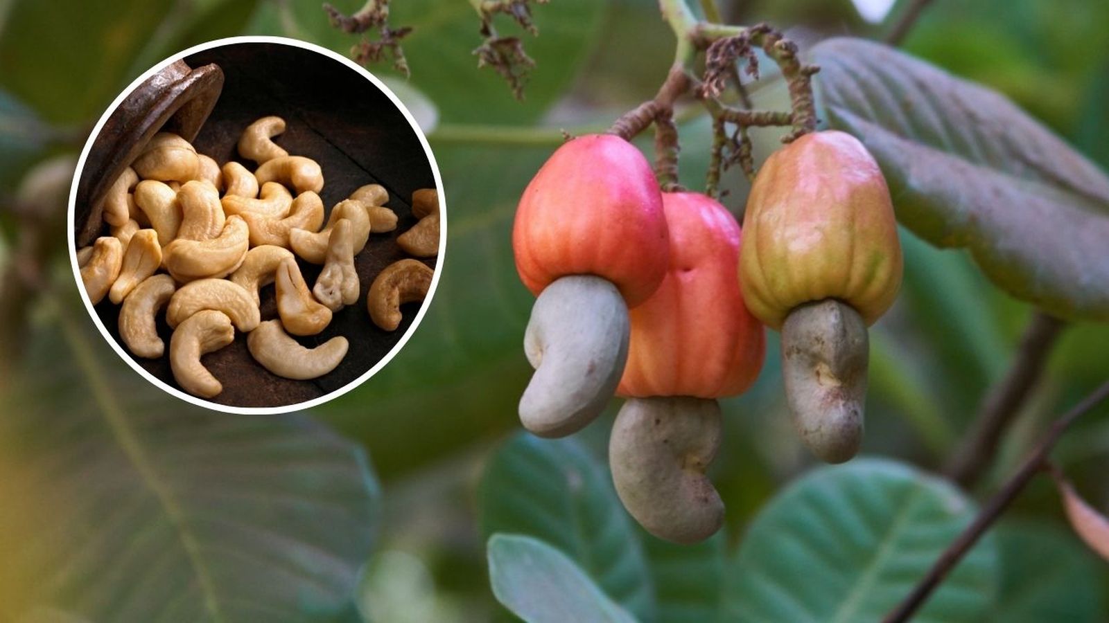 Anacardo (Anacardium occidentale).