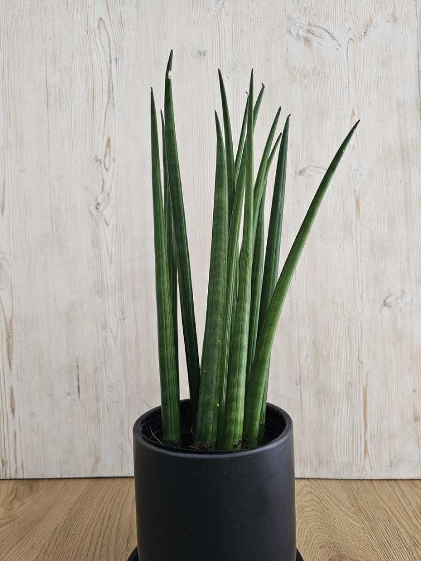 Sansevieria cylindrica
