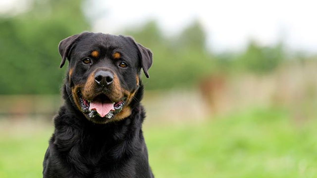 rottweiler1