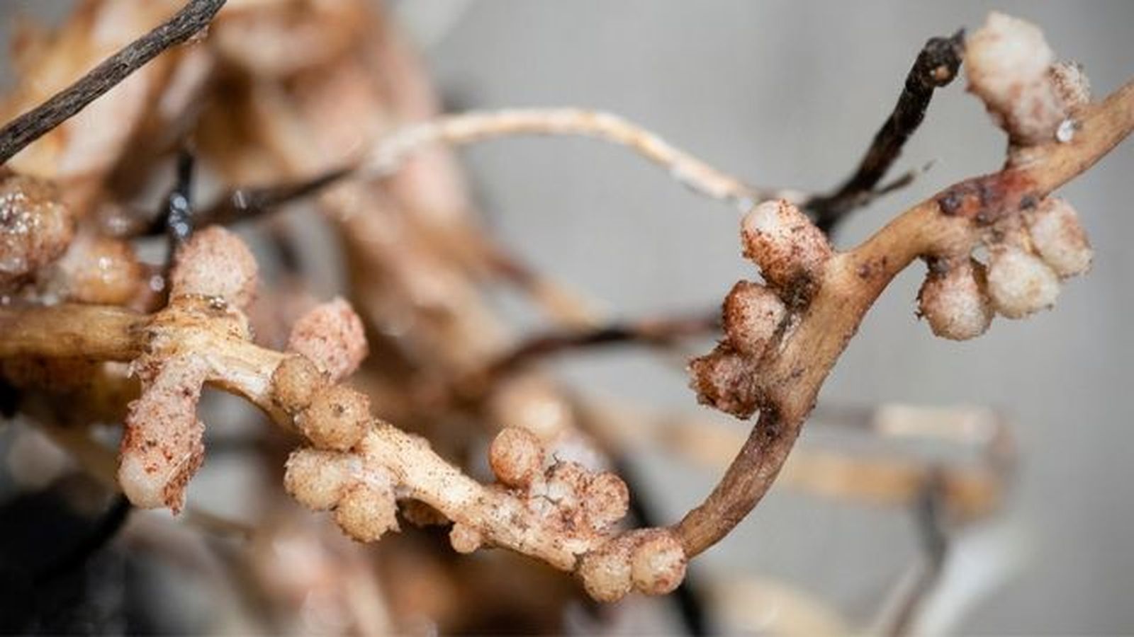 Bacterias rhizobium tipo simbiosis