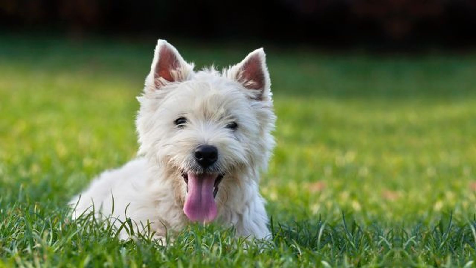 los perros sudan 8