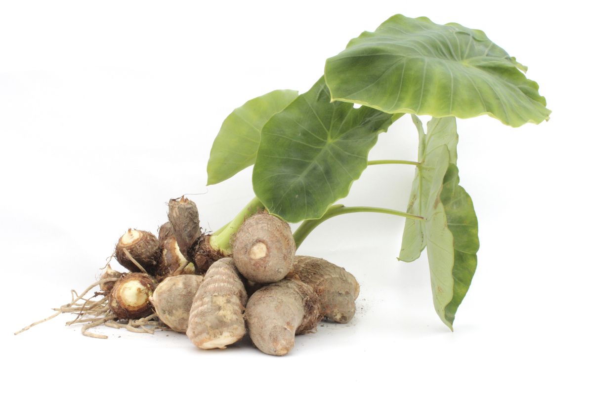 Dos tubérculos comestibles atípicos   taro