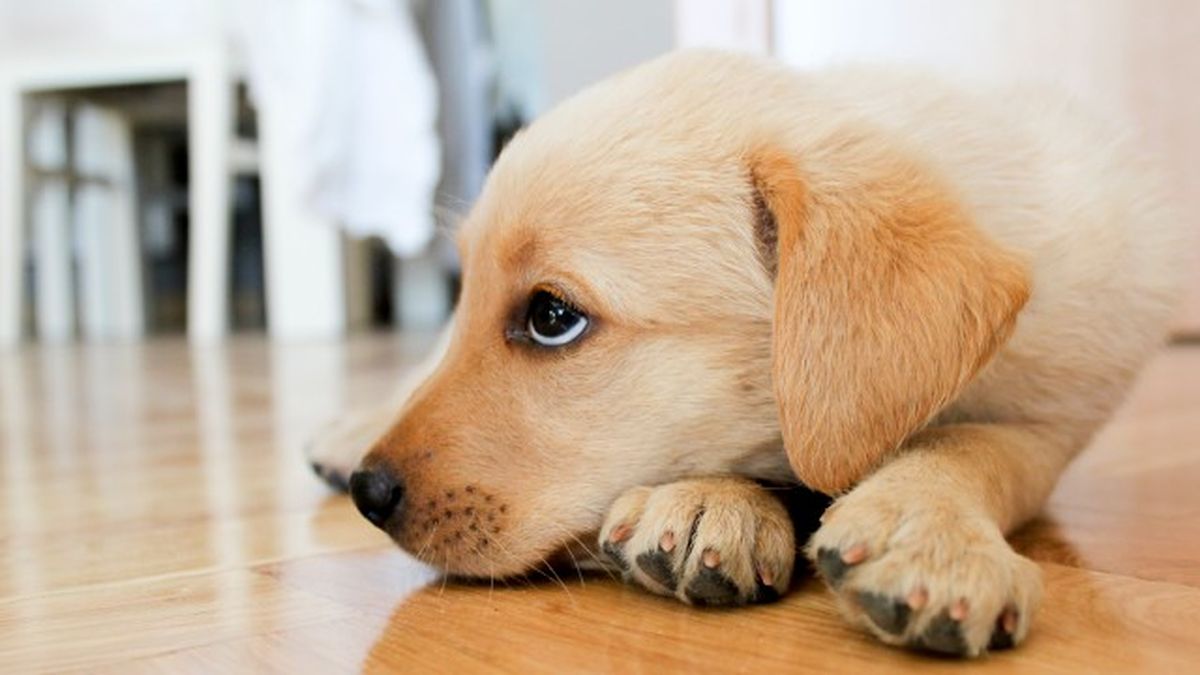 como saber si mi perro tiene fiebre 2