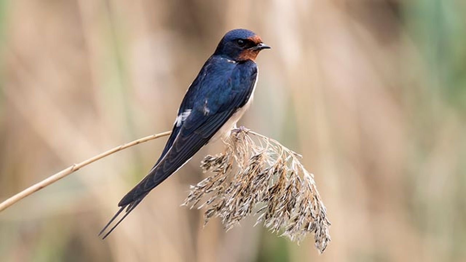 golondrina rama