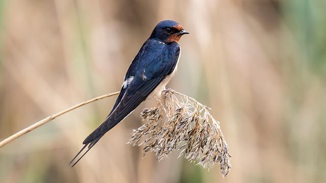 golondrina rama