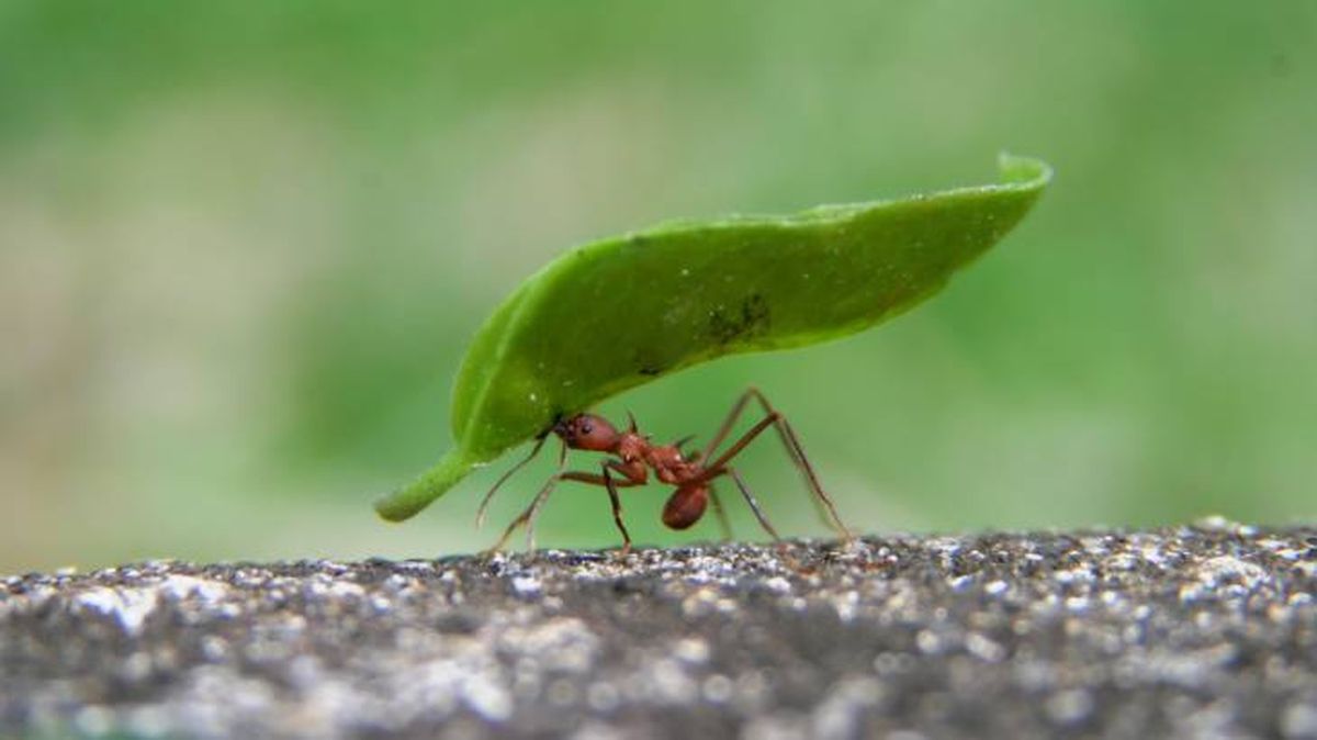 Los insectos se ven amenazados por diferentes peligros de la naturaleza