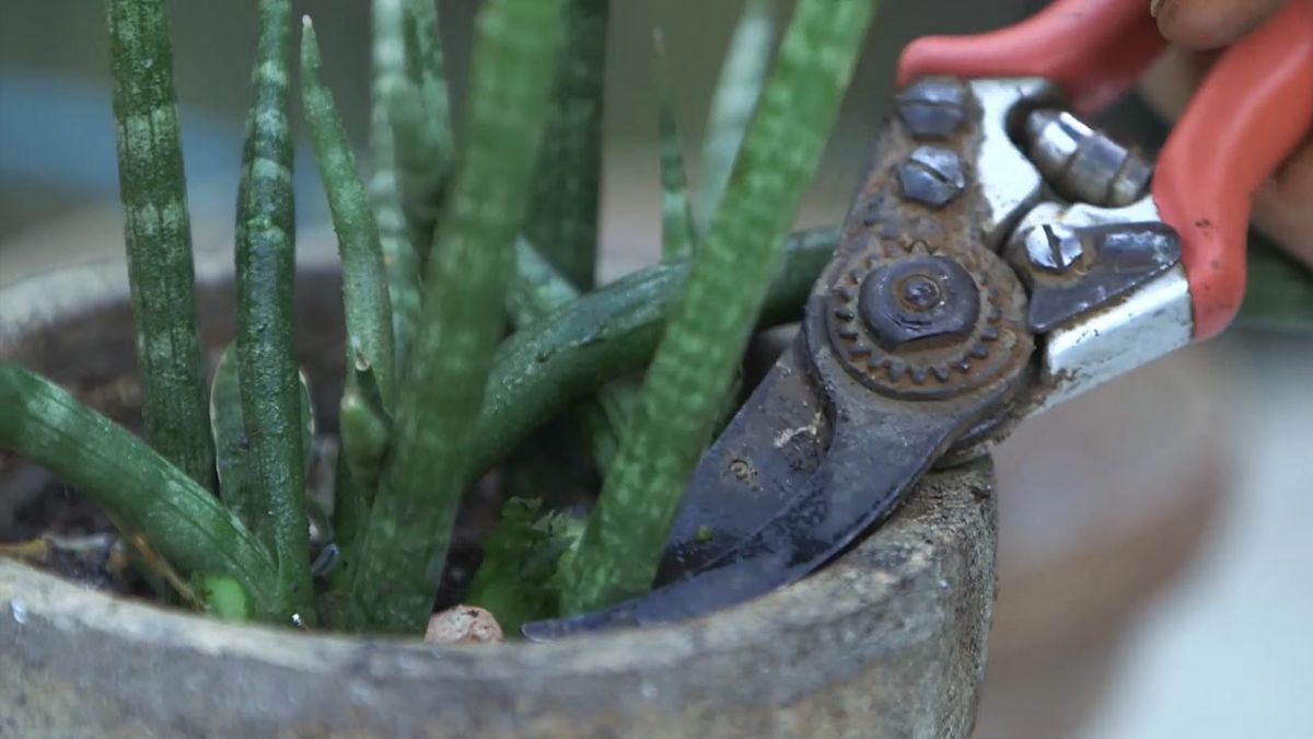 brico 1026 jardin quitar punta azul sansevieria cinlindrica