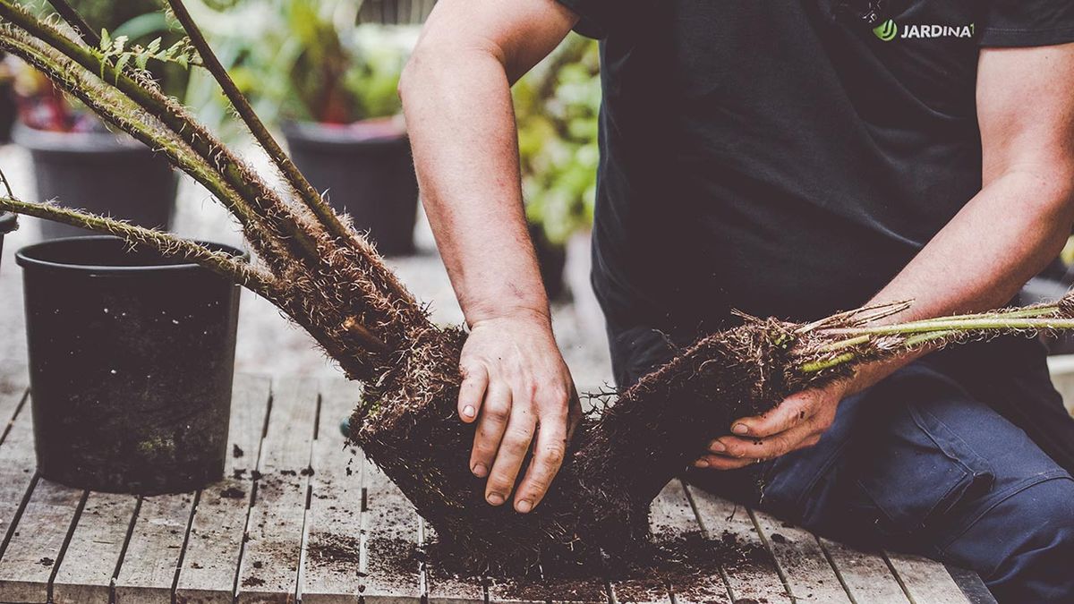 brico 1006 helecho arboreo separar hijuelos