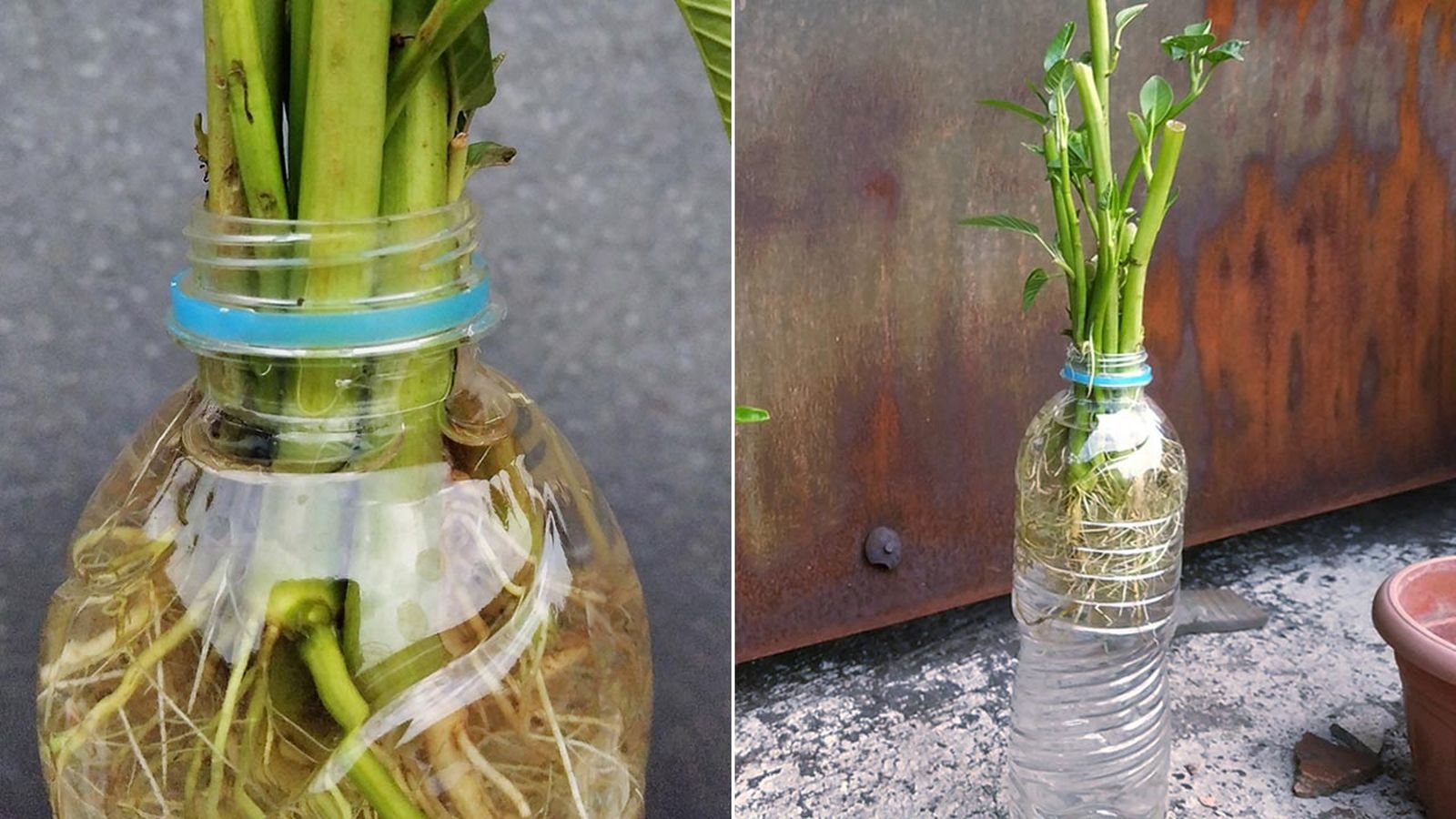 como hacer un macetero para plantas de agua con botella de plastico
