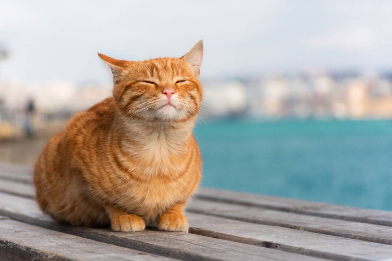 No rapes nunca a tu gato el pelo ya que le protege de los rayos del sol