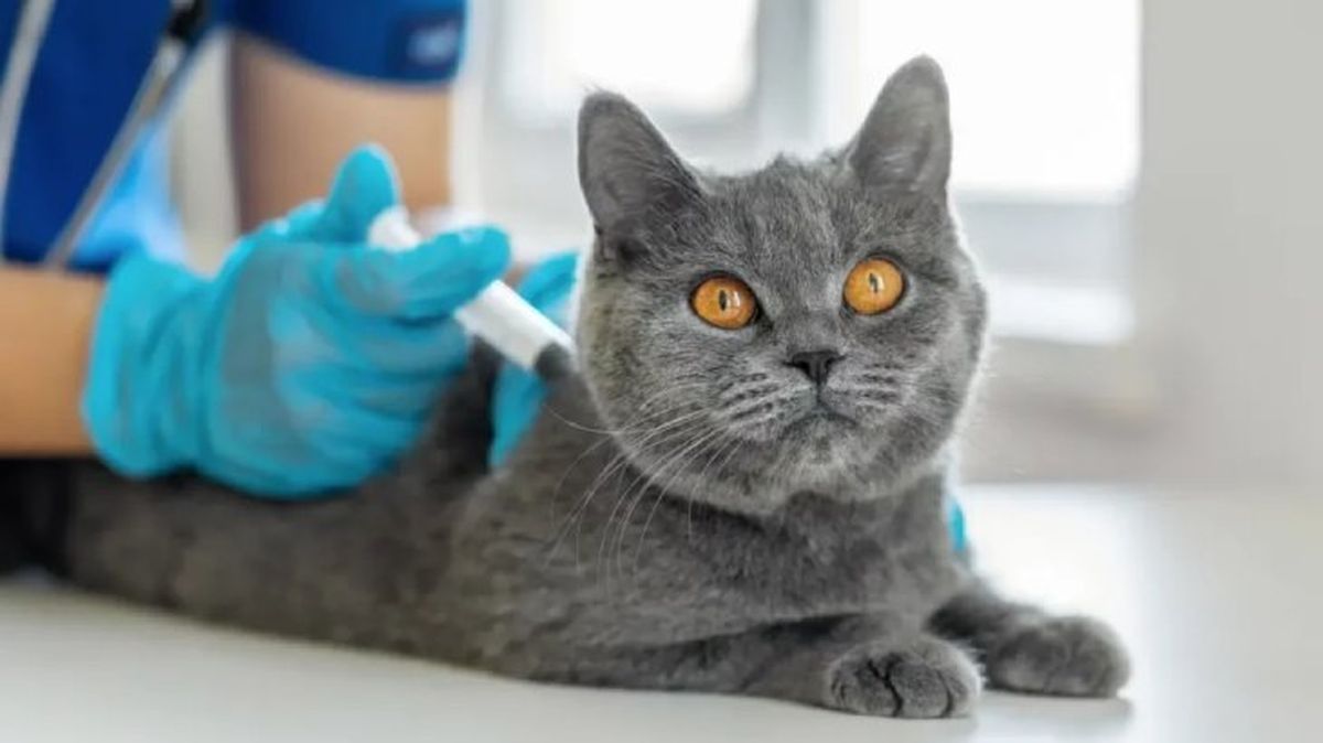 vacunas para gatos 2