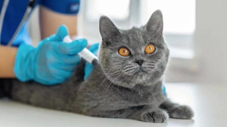 vacunas para gatos 2