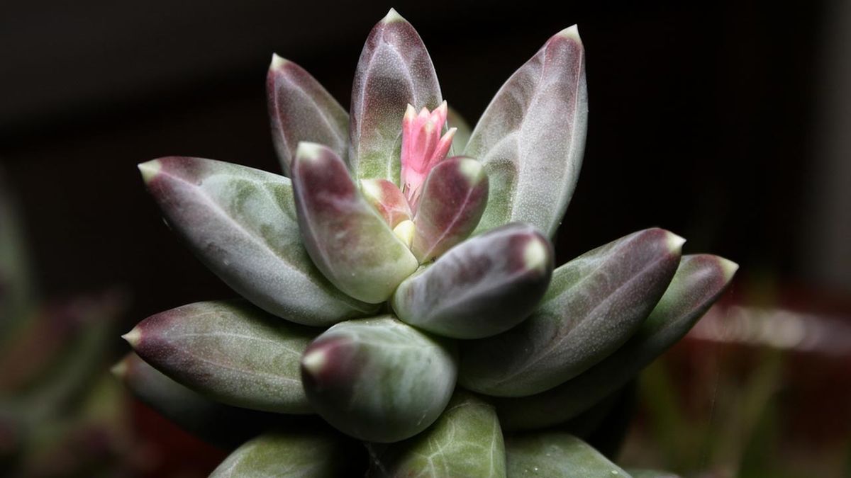 pachyphytum compactum planta escritorio de la oficina