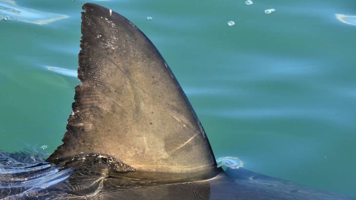 Aleta de tiburón fuera del agua, señal de miedo