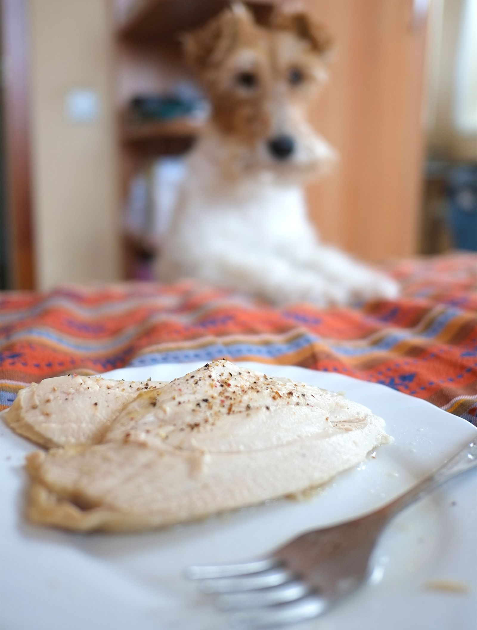perros problemas digestivos