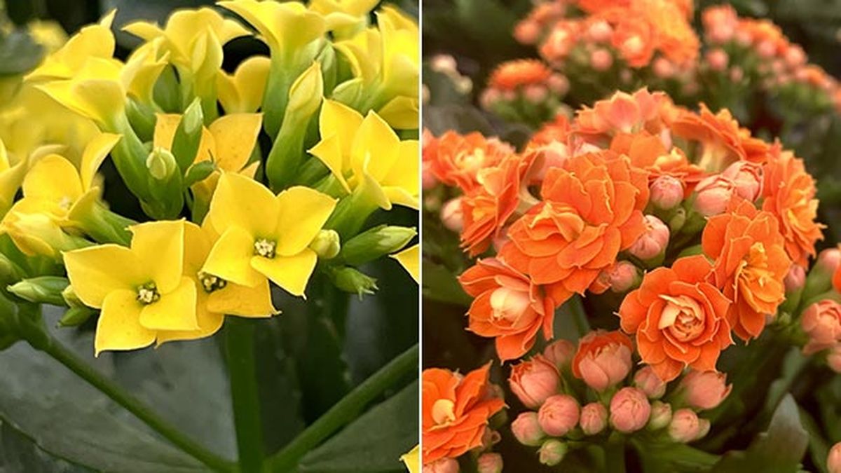 flores simples y dobles del kalanchoe blossfediana
