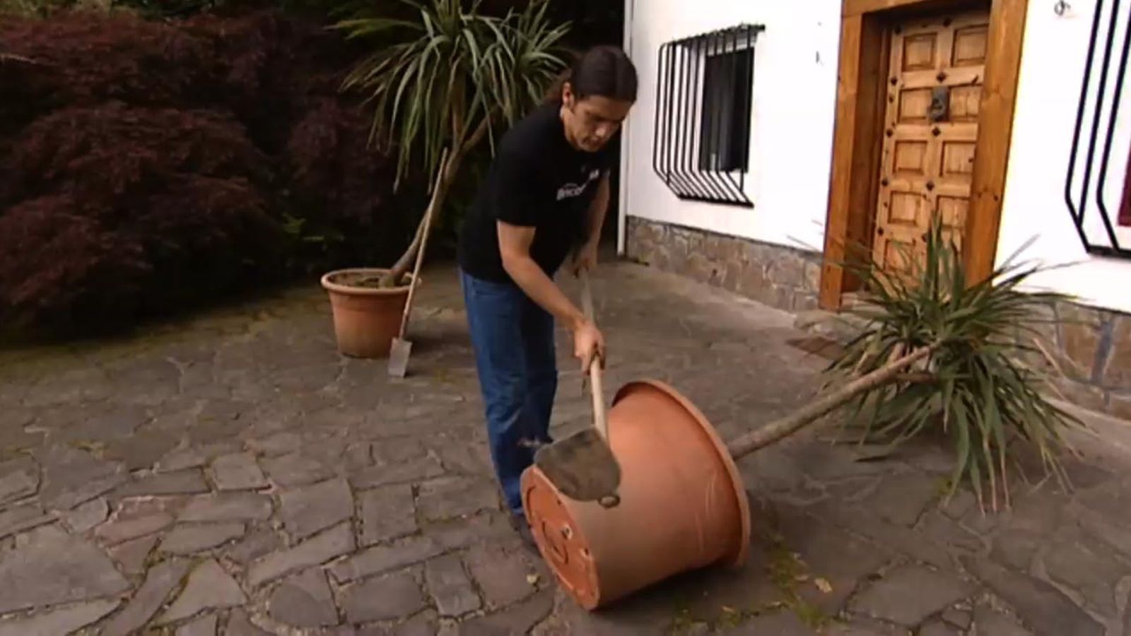 brico jardin 616 poda de raices de la dracena marginata contenedor