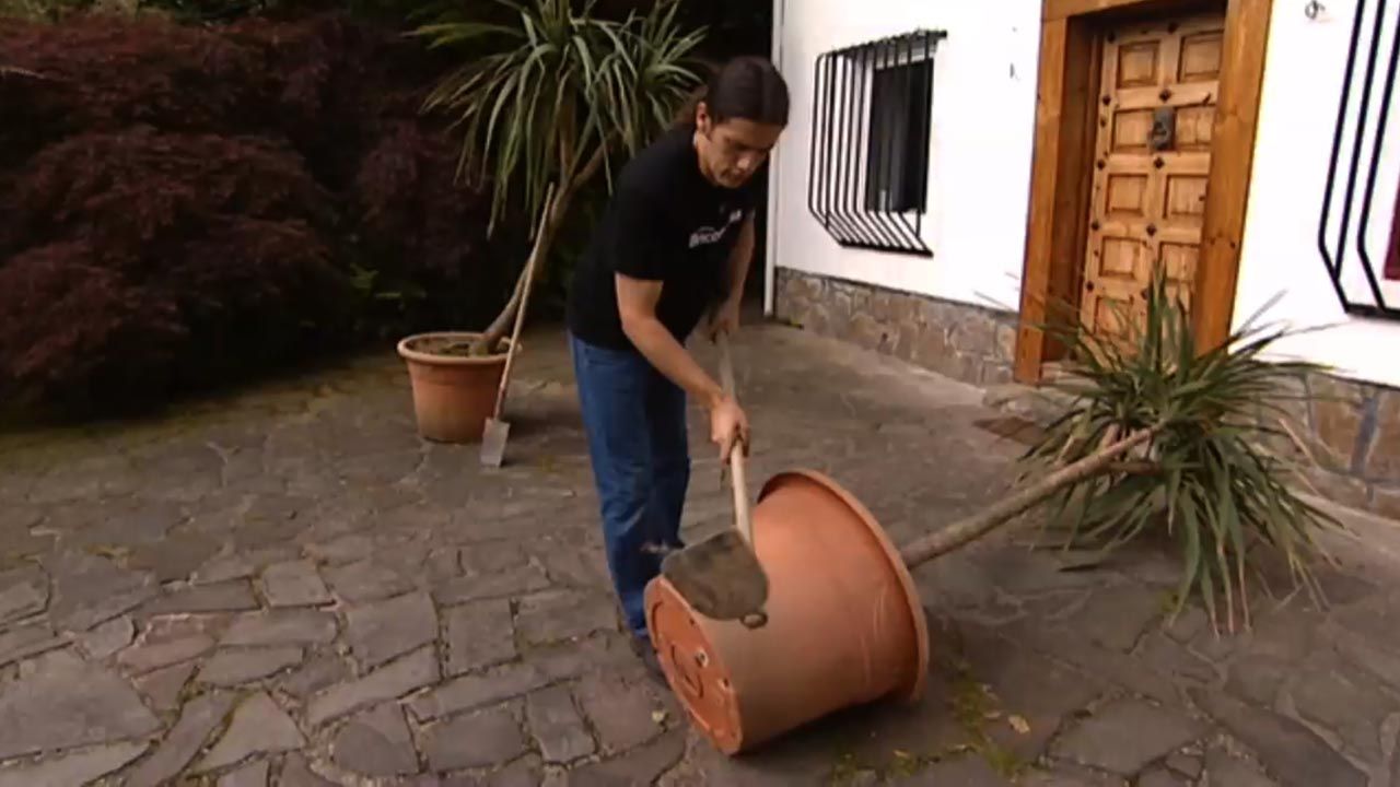 brico jardin 616 poda de raices de la dracena marginata contenedor