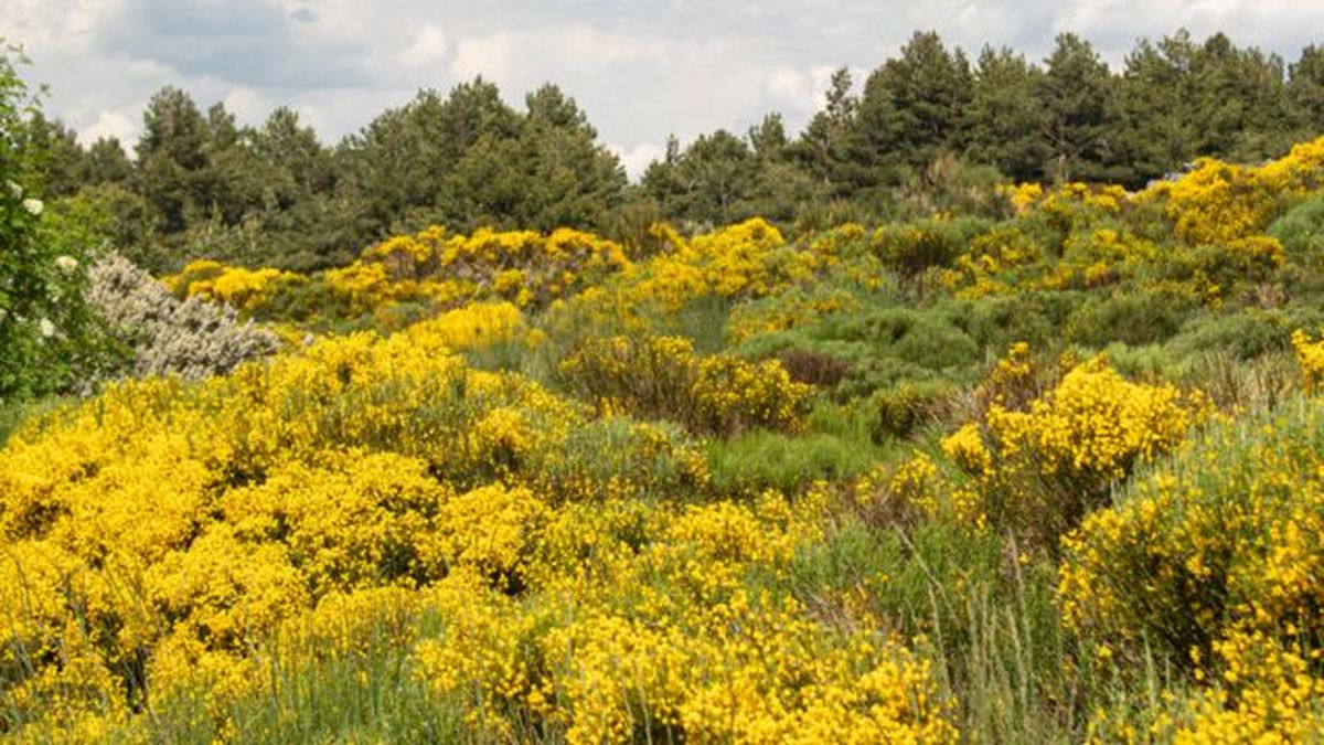 Piornos en flor de la Sierra de Gredos.