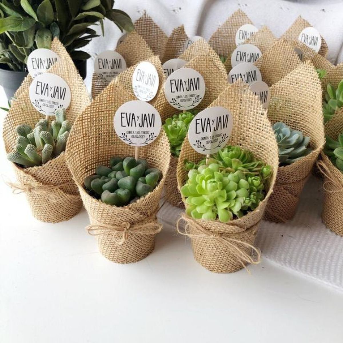 mini plantas regalo de boda alegna secret