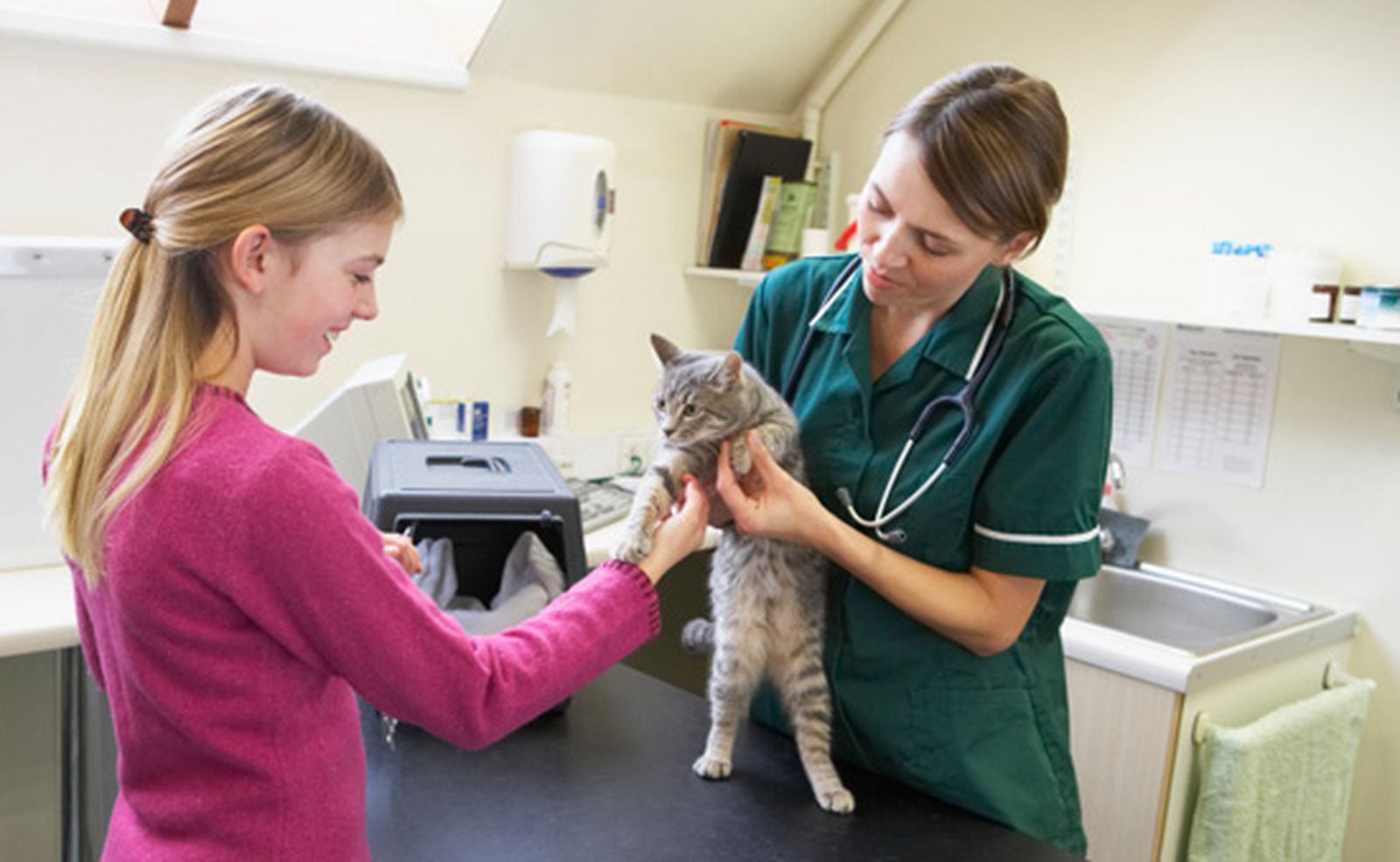gato veterinario 550
