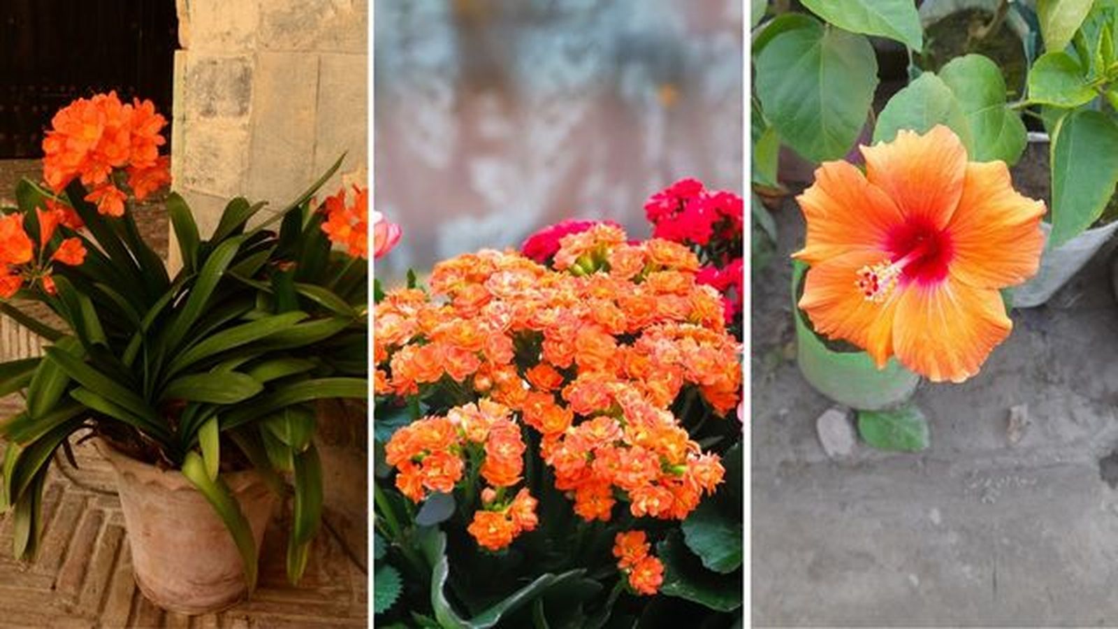 flores naranjas clivia kalanchoe rosa sinensis