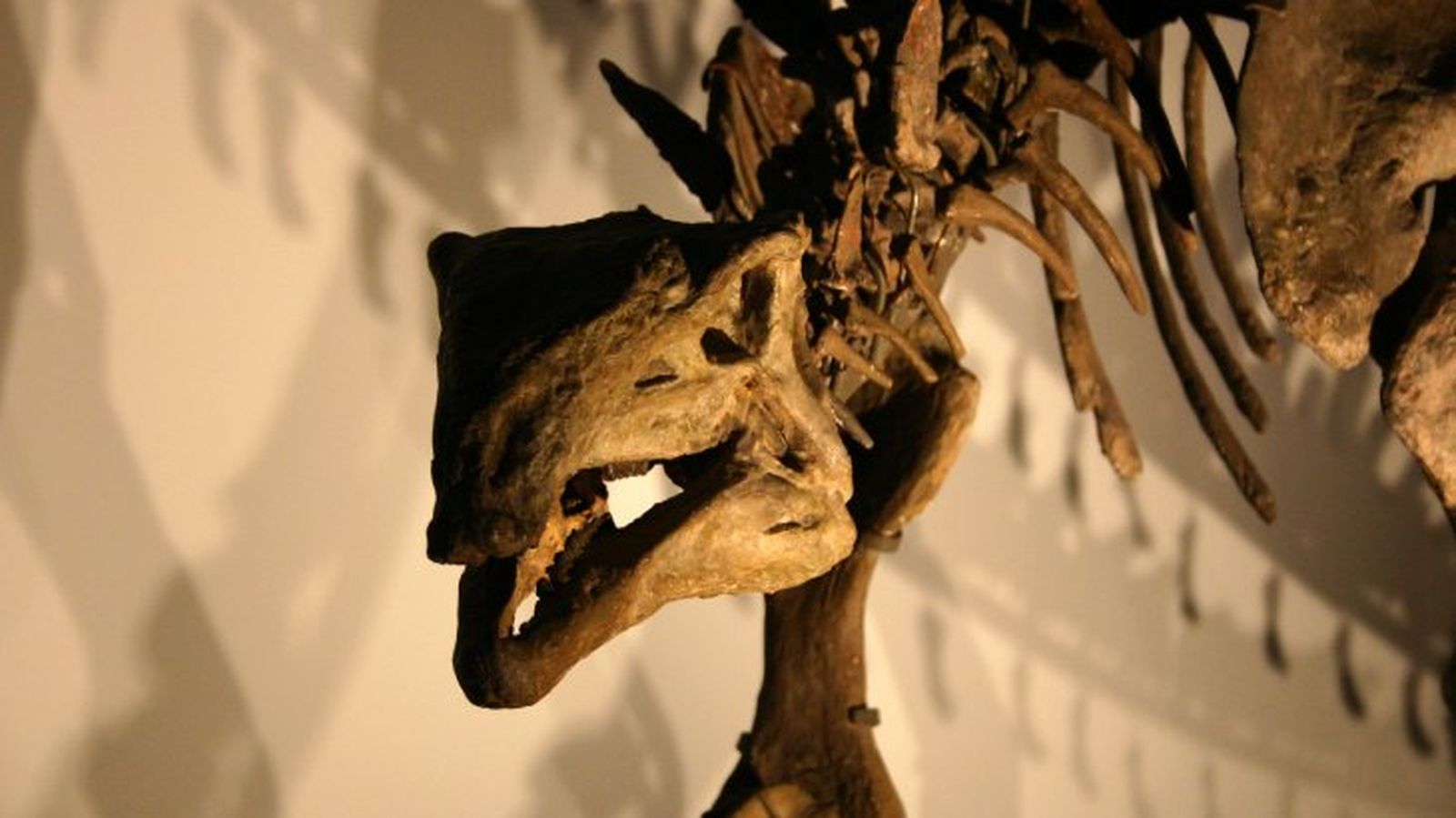 como eran los dinosaurios 16