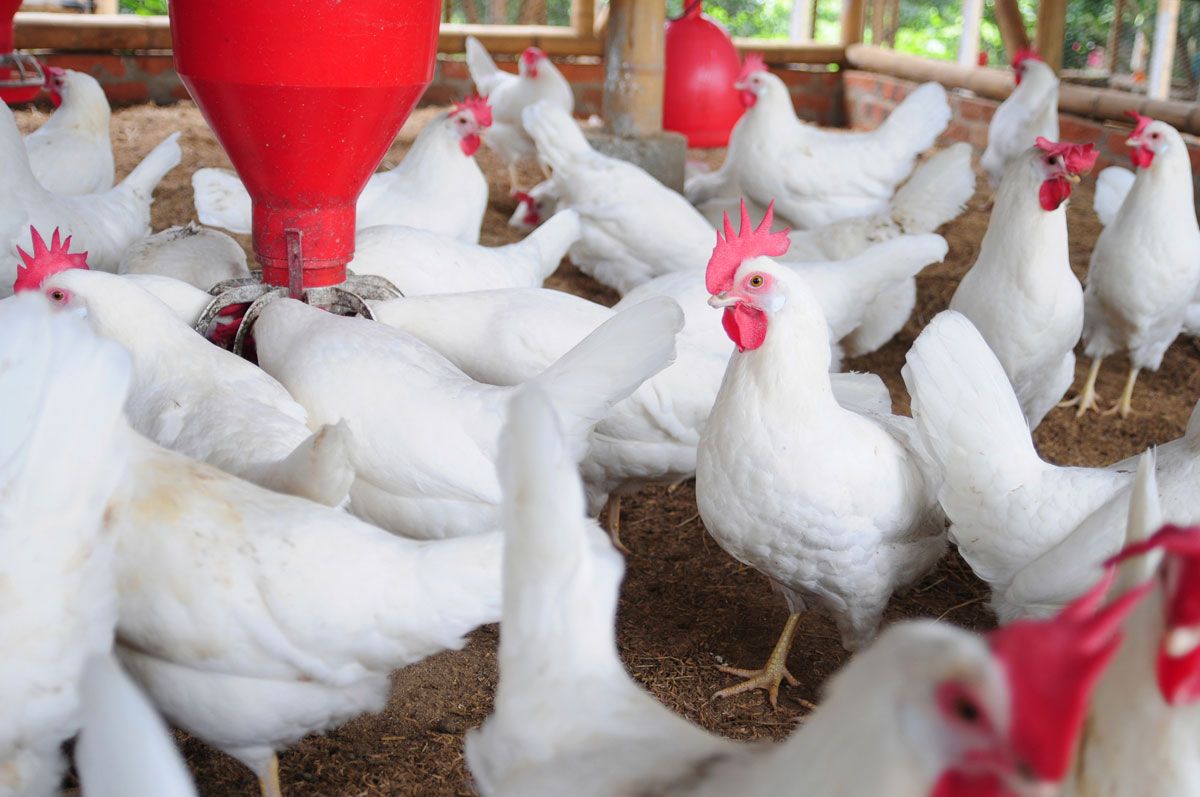 gallinas de suelo ponedoras xl