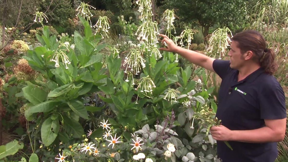 deco 749 jardineria planta tabaco silvetsre flores