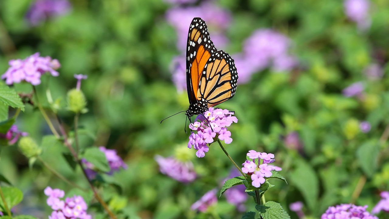 Ciertas plantas tienen la capacidad de atraer a una gran cantidad de mariposas al jardín.