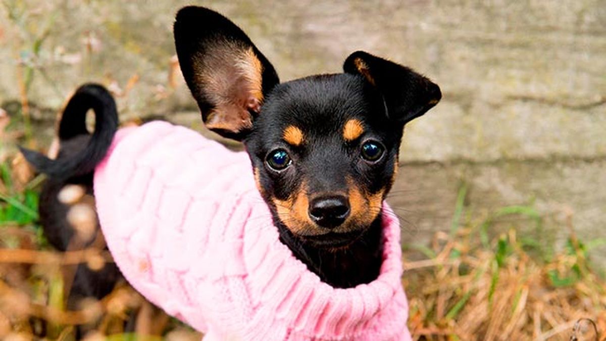 abrigar perro frio 2