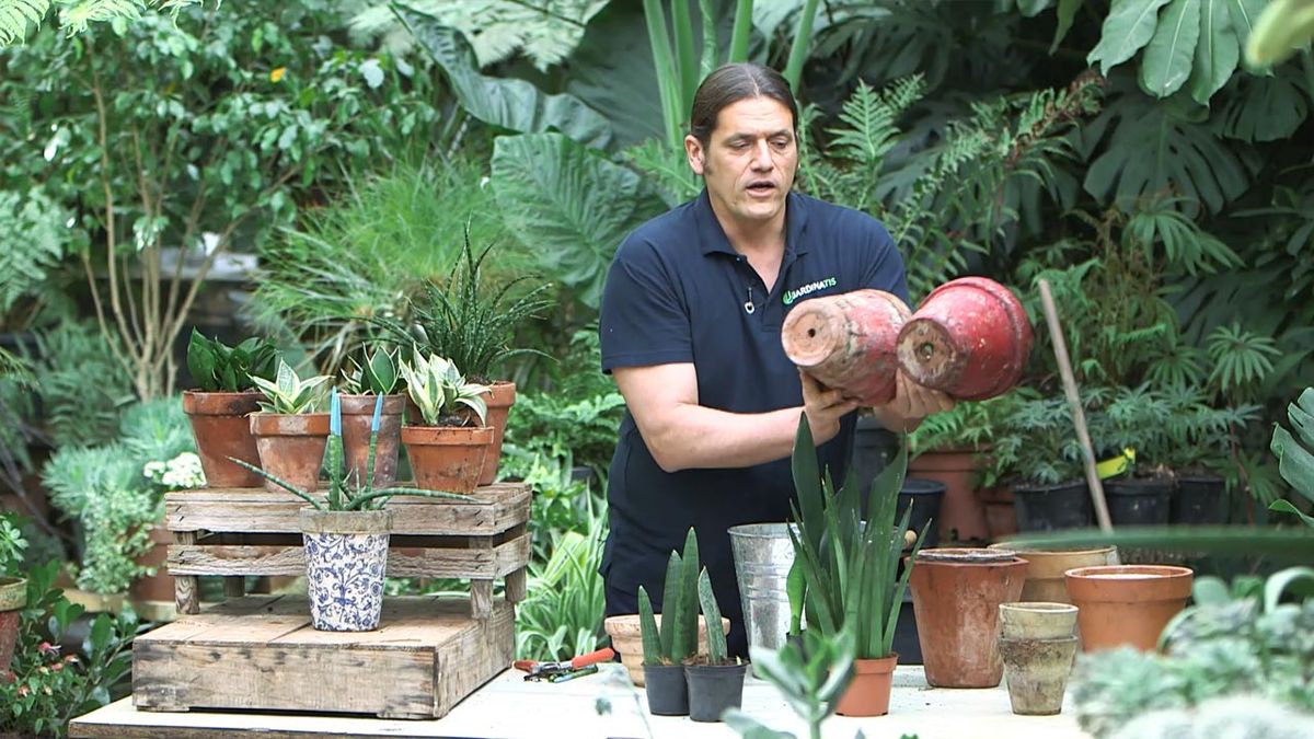 brico 1026 jardin trasplante nuevas variedades de sansevieria