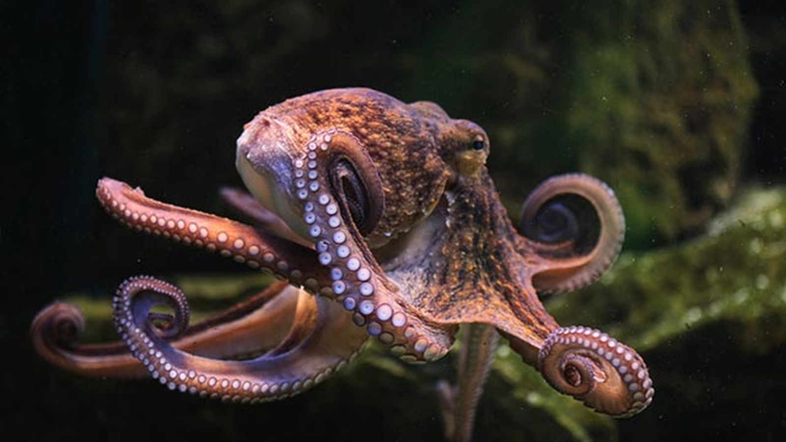 lo que el pulpo me enseño