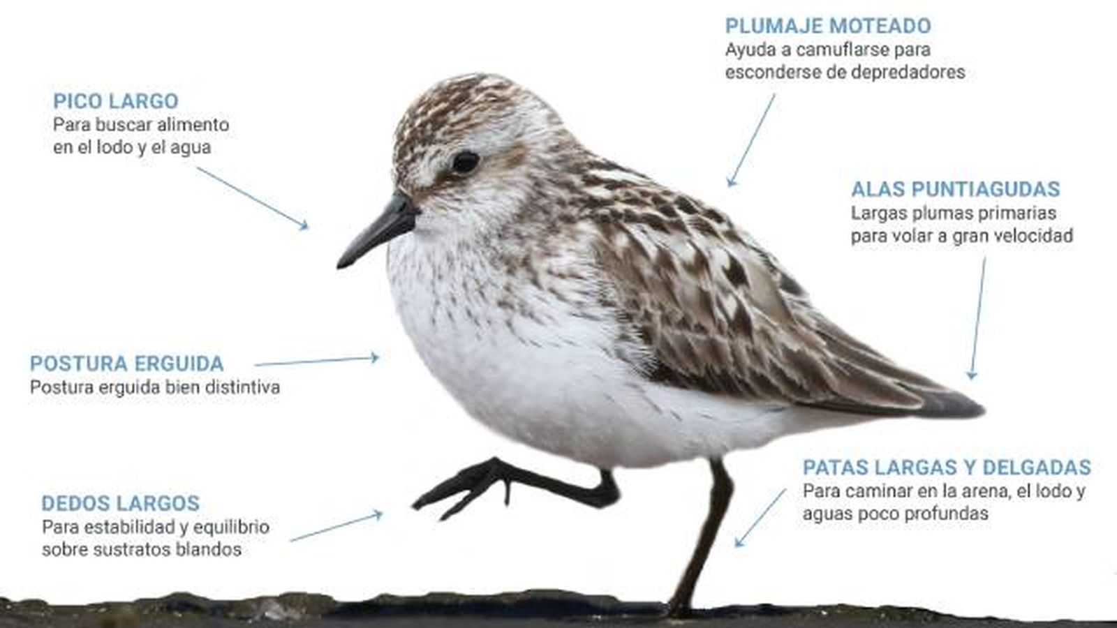 aves playeras caracteristicas